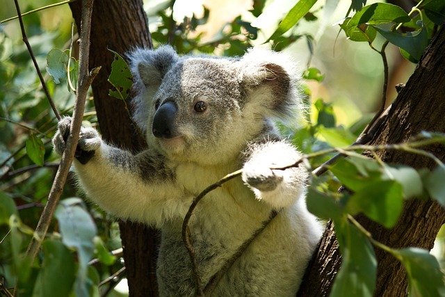 Koala Reaching